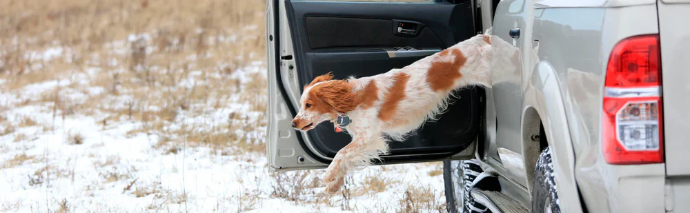 Check out our best tips and tricks so you can embark on your dog training journey with confidence!