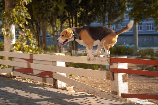 Canine SOS! What to Do if Your Dog Gets Lost Petloc8 explains what to do if your dog gets lost and how to prevent it from happening in the first place.