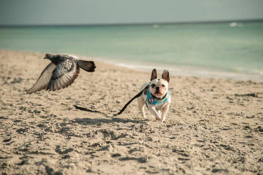 Happy Tails!—Petloc8's Guide to Planning the Perfect Dog-Friendly Vacation Wondering if traveling with your dog is a good idea? Petloc8 helps you plan dog-friendly trips to remember!