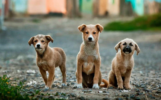 Dog Adoption—Creating a Forever Home Are you considering dog adoption or rescue? Petloc8 shares tips for making your dog adoption story a shining success!