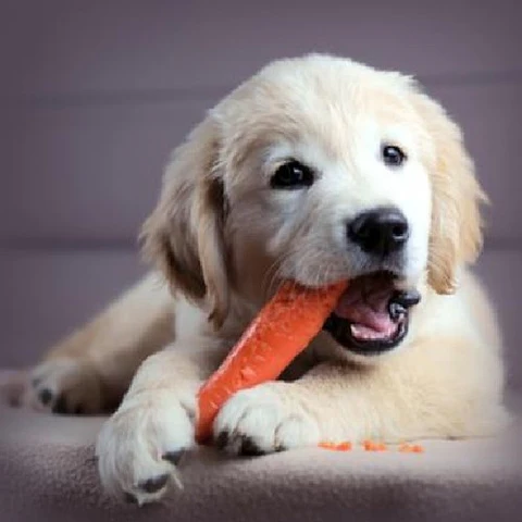 Do you know how to tell if your pooch is in top form? Petloc8's wellness guide gives you the lowdown on doggy health.