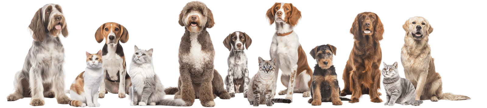dogs_cats3_1_1 dogs_cats3_1_1